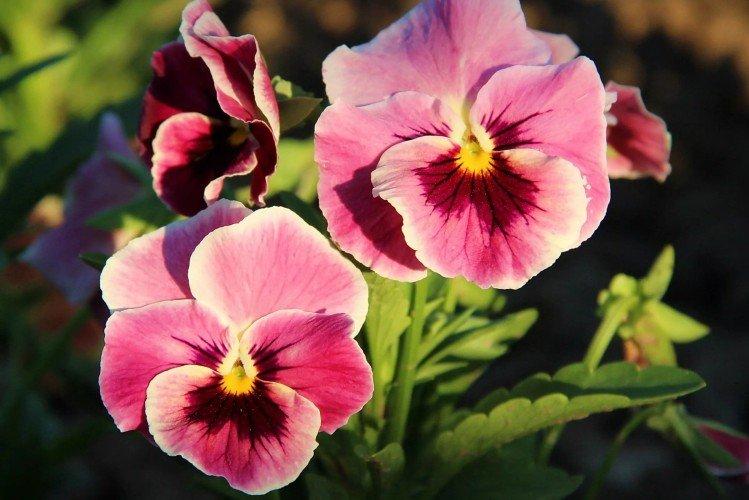 Анютины глазки – фото