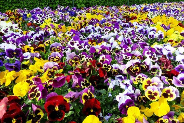 Анютины глазки – фото