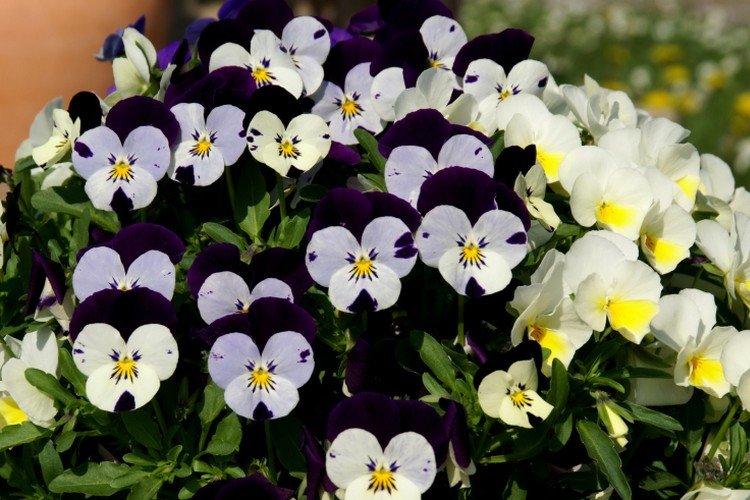 Анютины глазки – фото