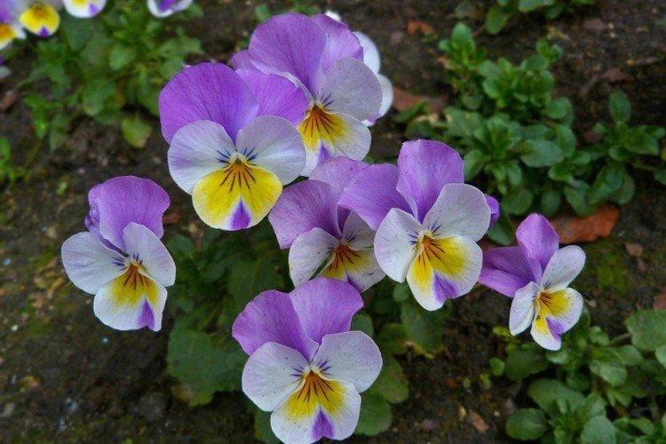 Анютины глазки – фото