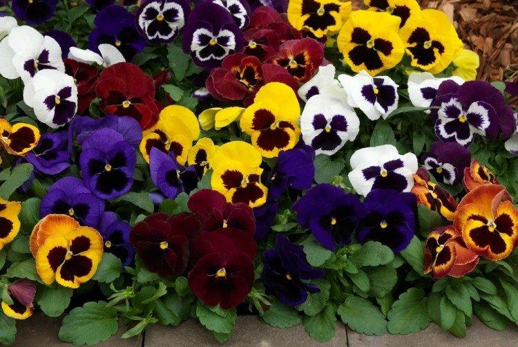 Анютины глазки – фото