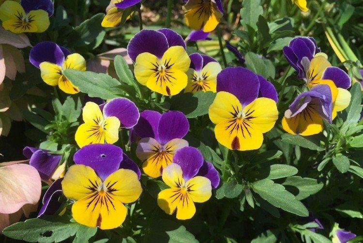 Анютины глазки – фото