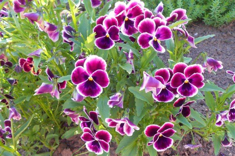 Анютины глазки – фото