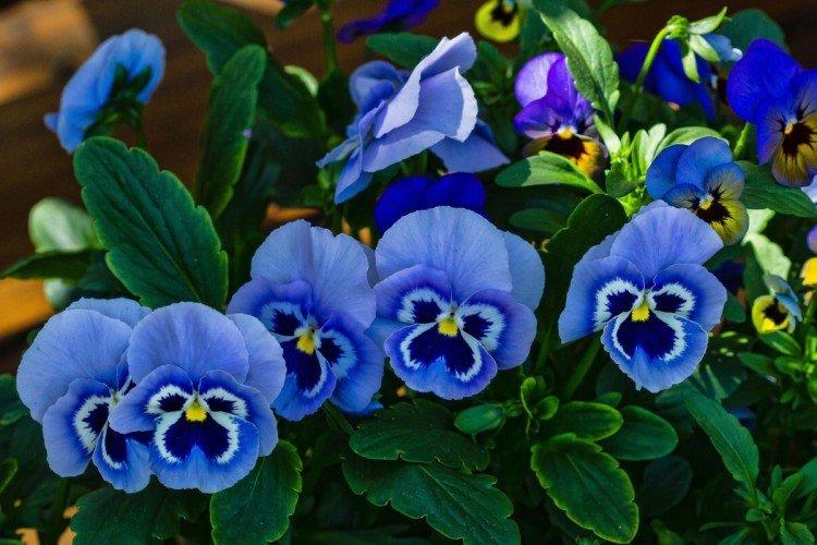 Анютины глазки – фото