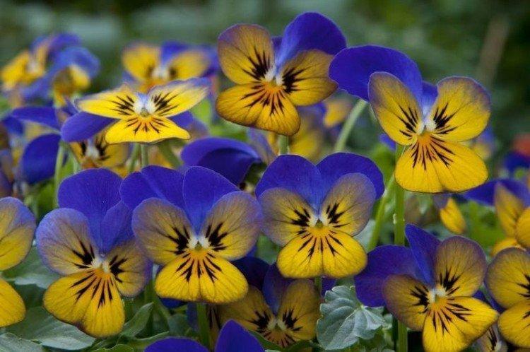 Рогатые анютины глазки