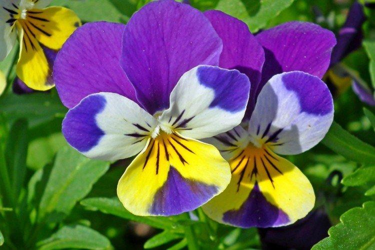 Анютины глазки – фото