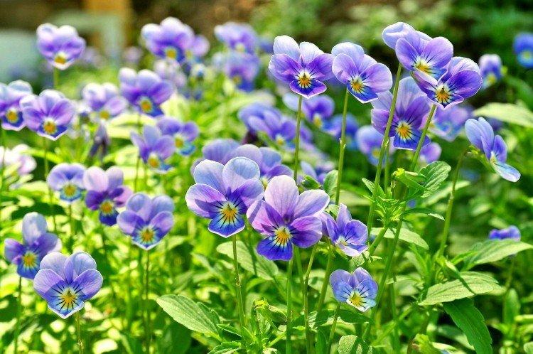 Анютины глазки – фото