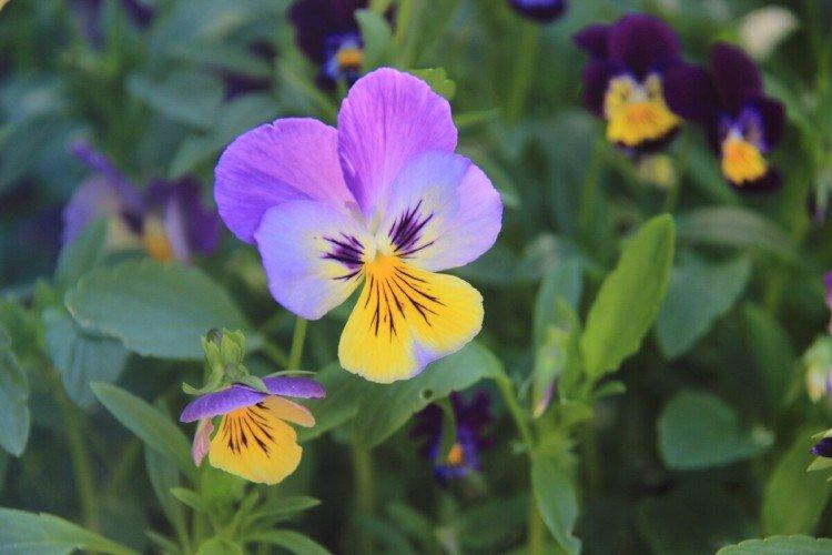 Анютины глазки – фото