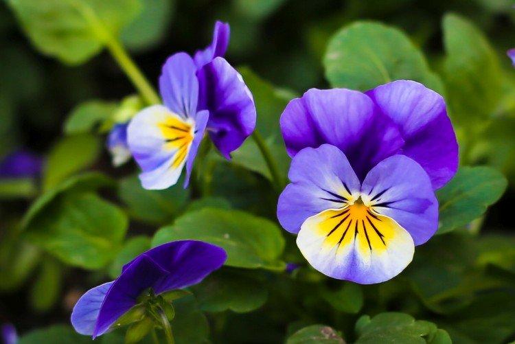 Температура