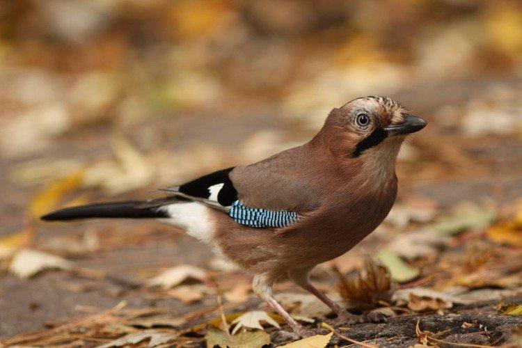 Места обитания