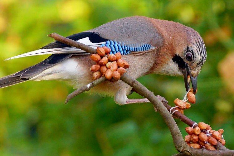 Сойка – фото птицы