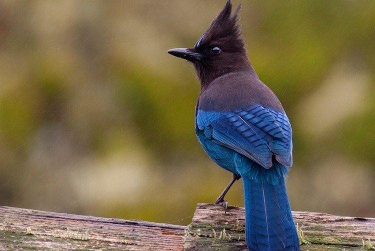 Сойка – фото птицы