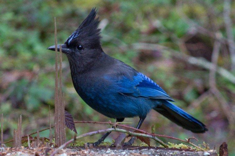 Сойка – фото птицы