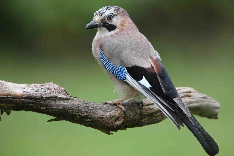 Сойка – фото птицы