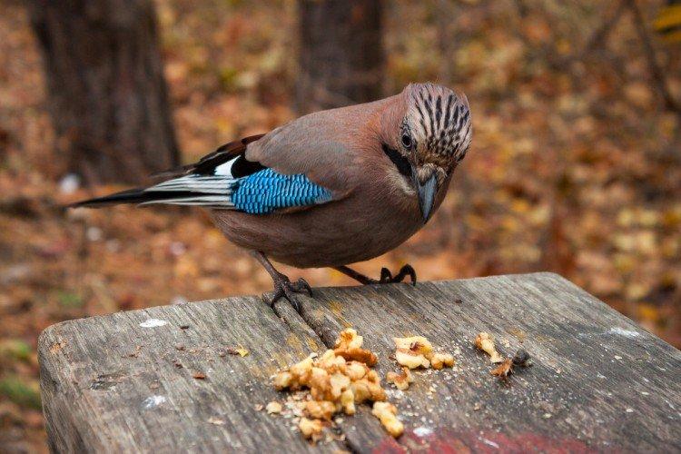 Сойка – фото птицы