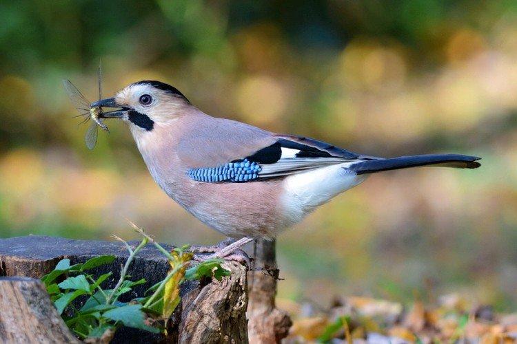 Сойка – фото птицы