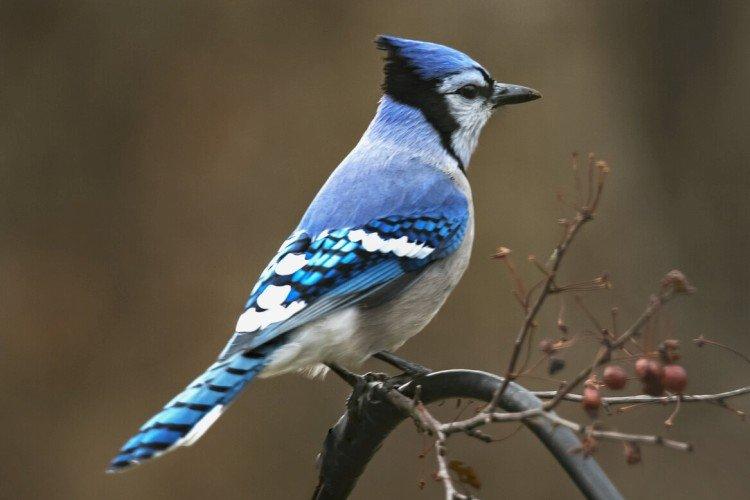 Сойка – фото птицы