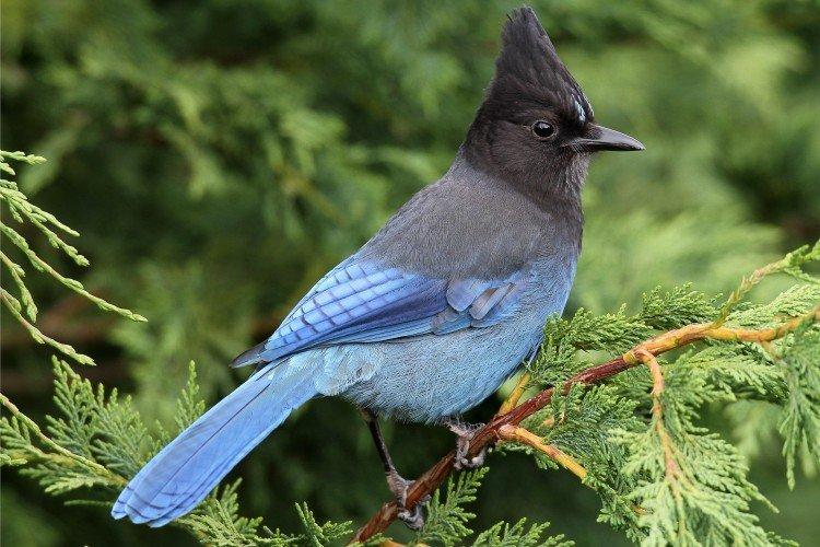 Сойка – фото птицы