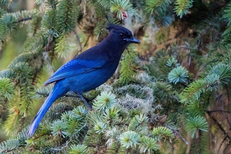 Сойка – фото птицы