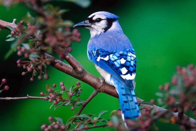 Сойка – фото птицы