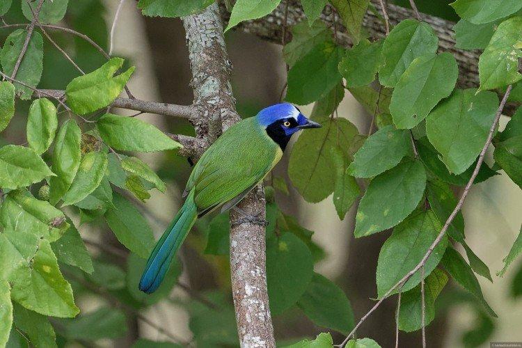 Сойка – фото птицы