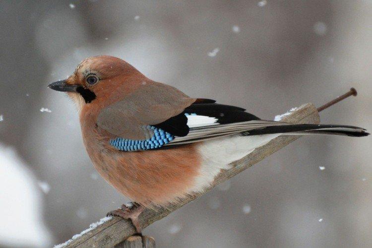 Сойка – фото птицы