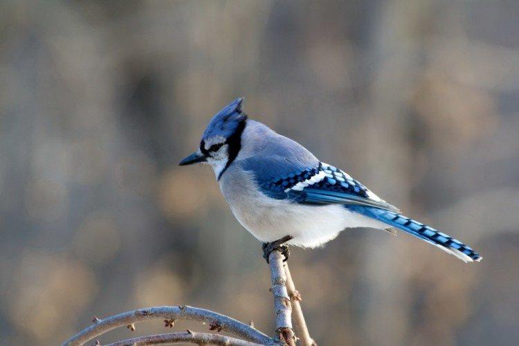 Сойка – фото птицы