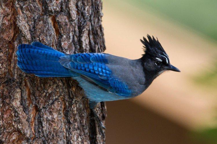 Сойка – фото птицы