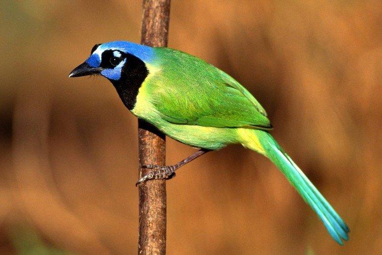 Зеленая сойка