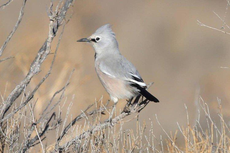Саксаульная сойка