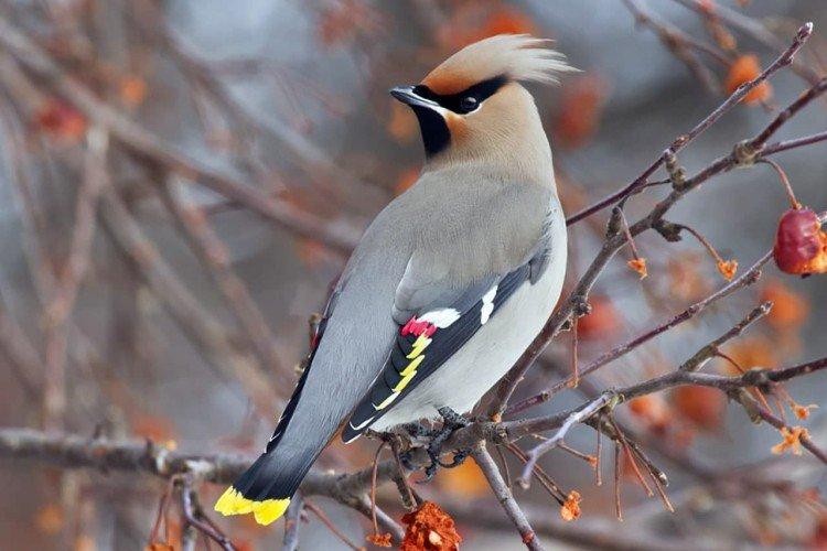 Внешний вид