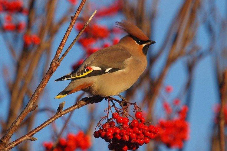 Места обитания