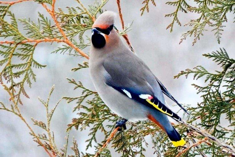 Размножение свиристелей