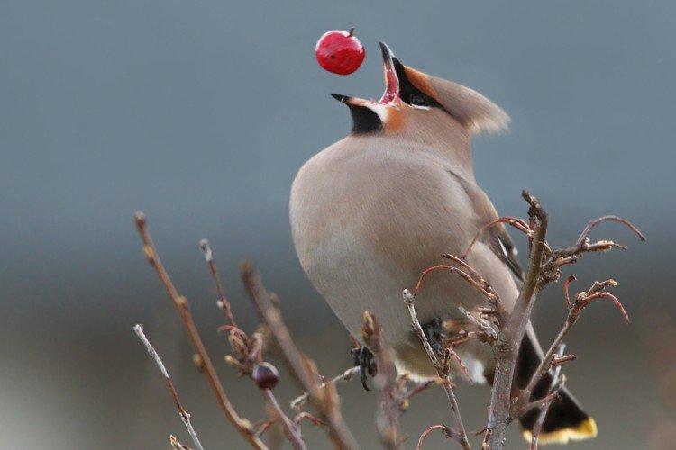Свиристель – фото птицы