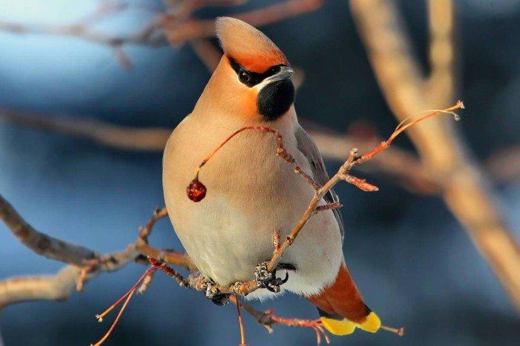 Свиристель – фото птицы