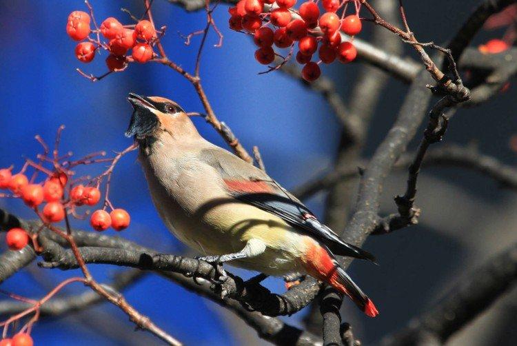 Свиристель – фото птицы