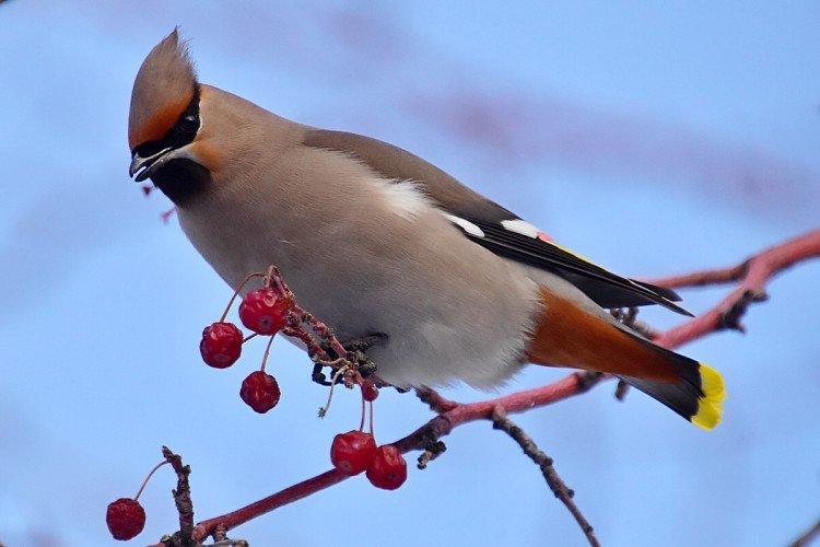 Свиристель – фото птицы