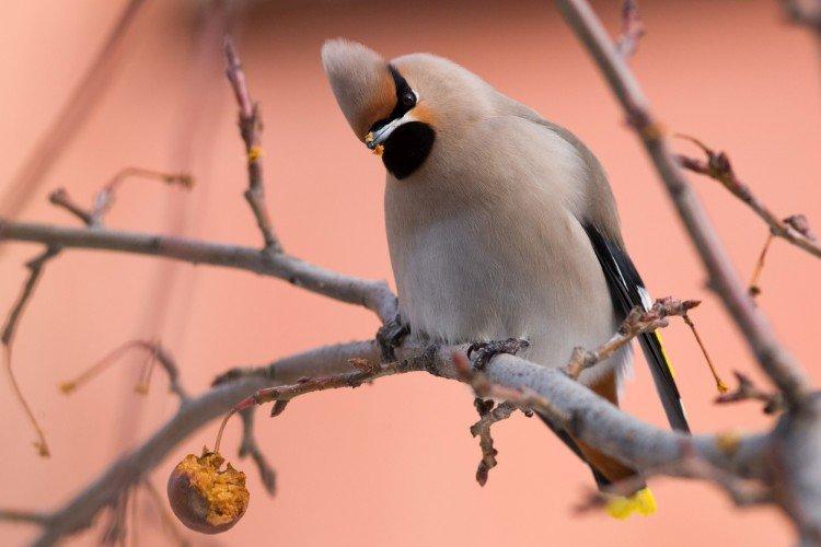 Свиристель – фото птицы