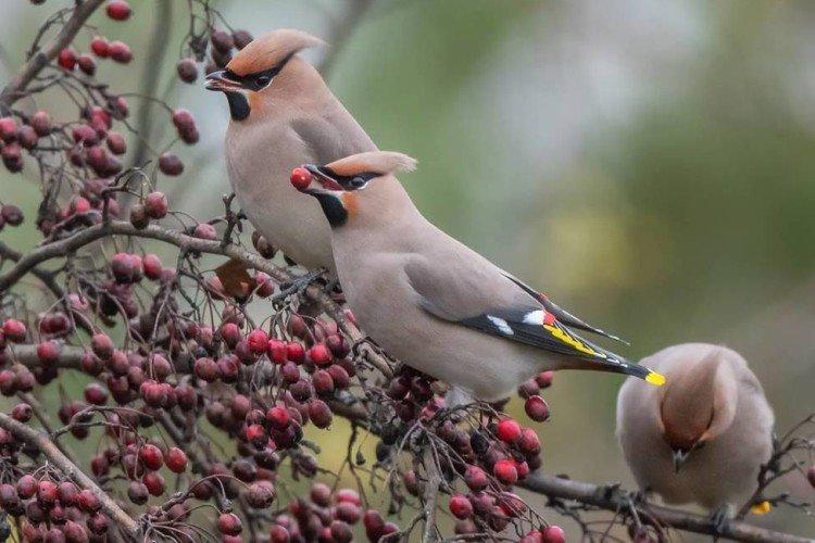 Свиристель – фото птицы