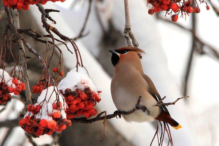 Свиристель – фото птицы