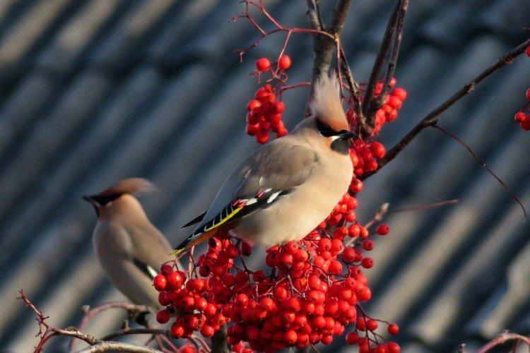 Свиристель – фото птицы