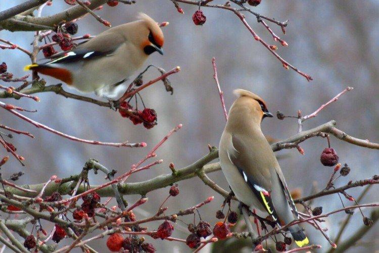 Свиристель – фото птицы