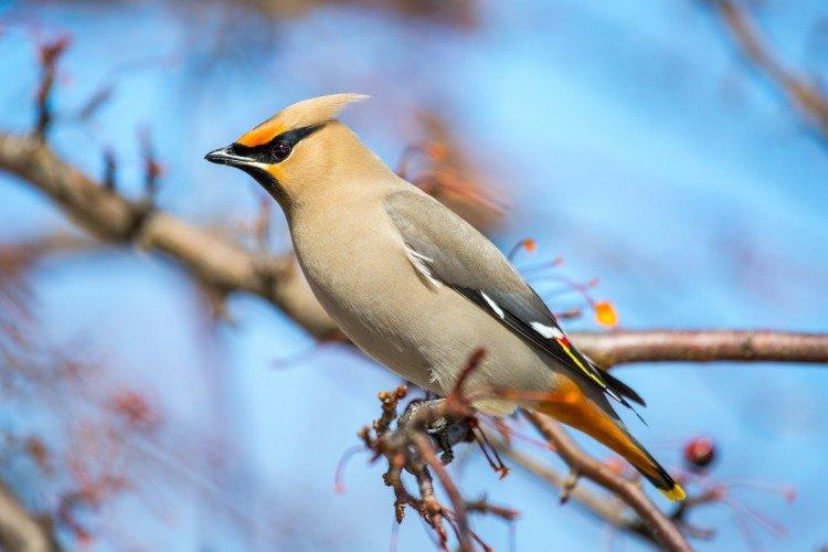 Свиристель – фото птицы