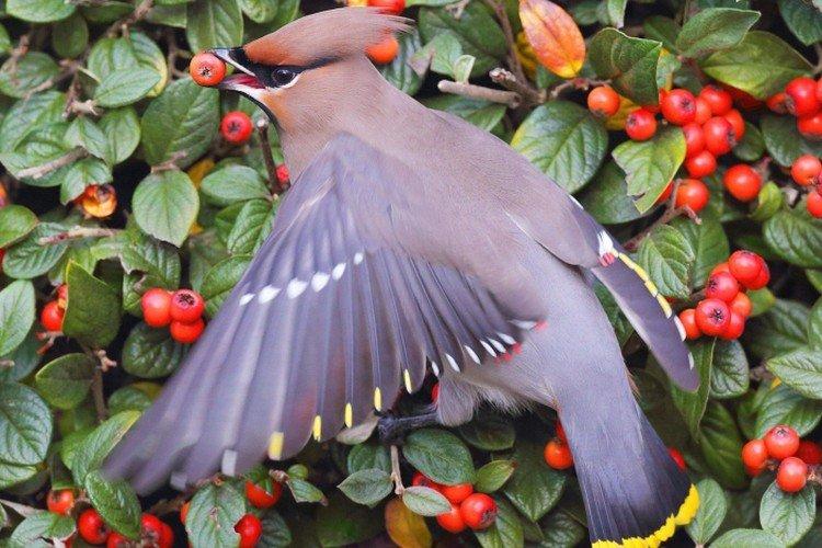 Свиристель – фото птицы