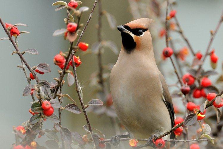 Свиристель – фото птицы