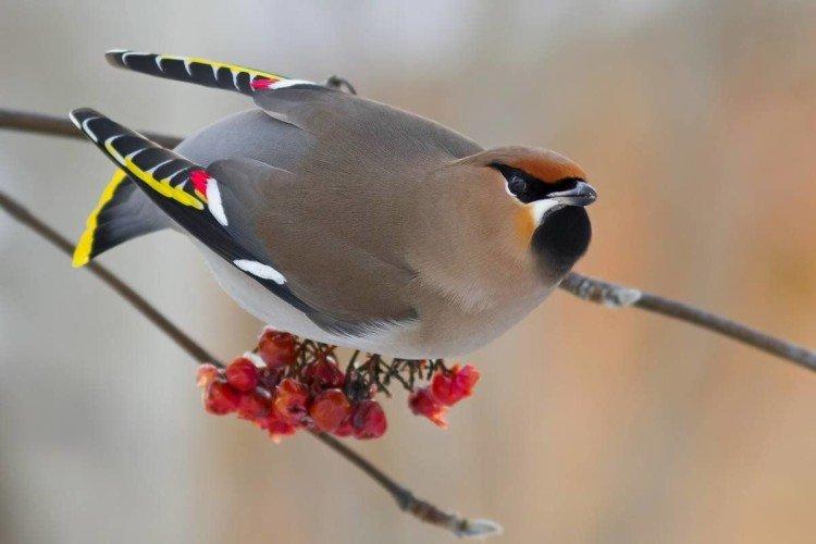 Обыкновенный свиристель