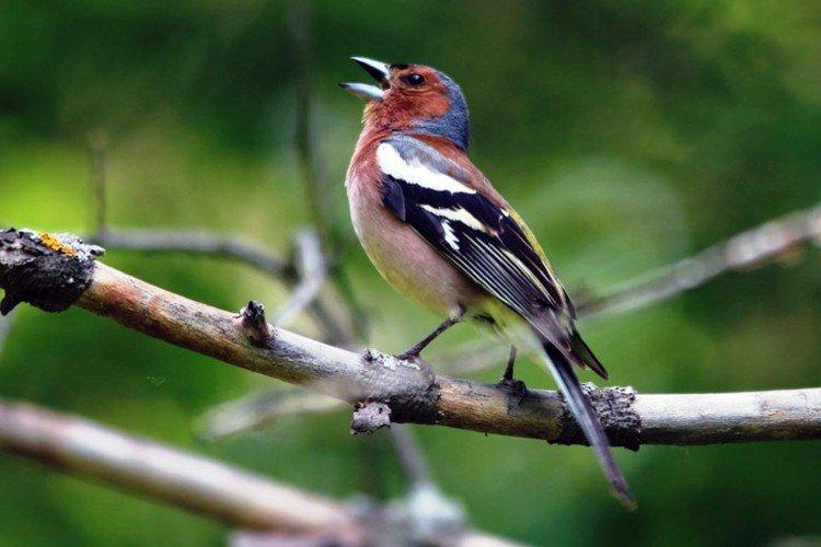 Зяблики – фото птицы