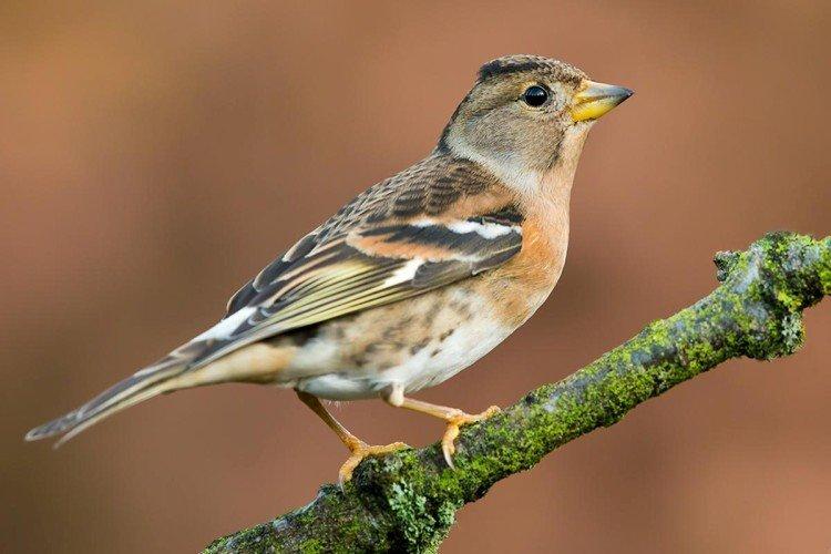 Зяблики – фото птицы