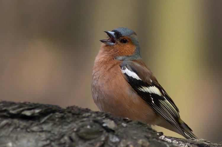 Зяблики – фото птицы