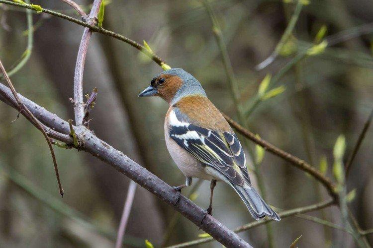 Зяблики – фото птицы